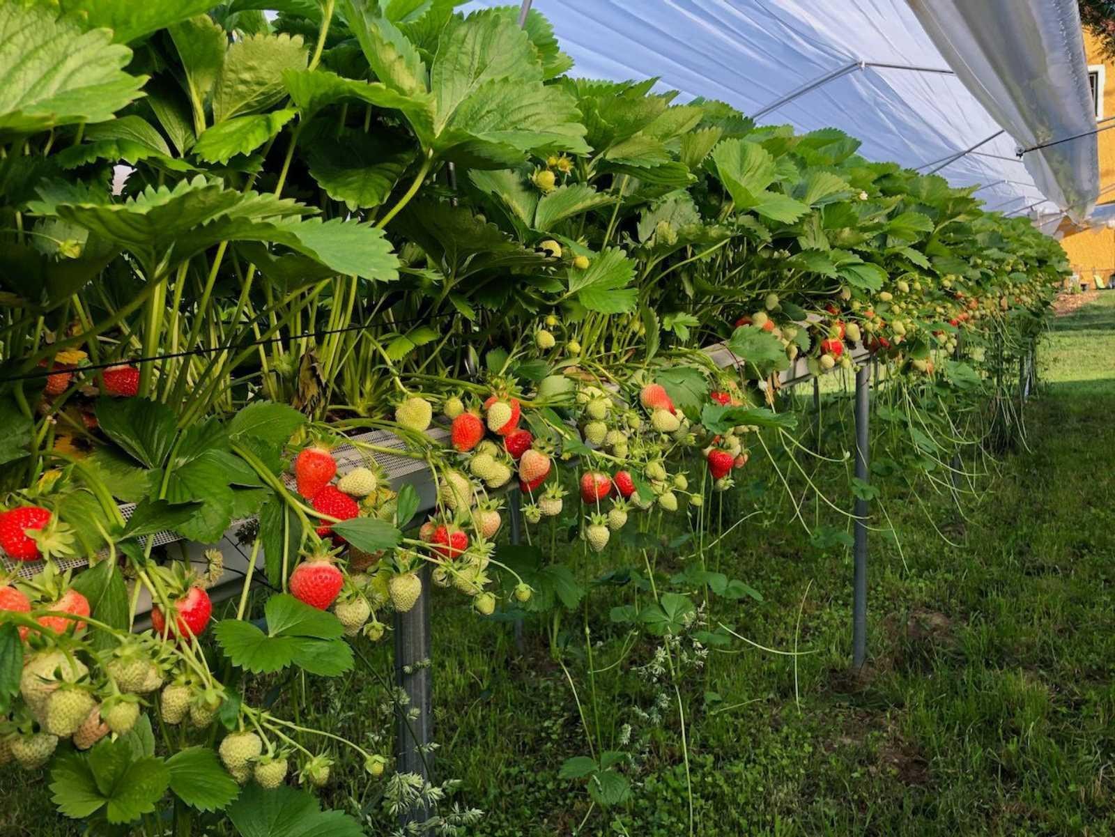 робота в Австрії