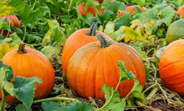 користь гарбуза